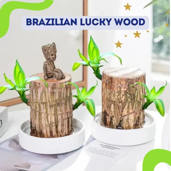 Barzallian Wood Lucky tree Buy 1 Get 1 Free